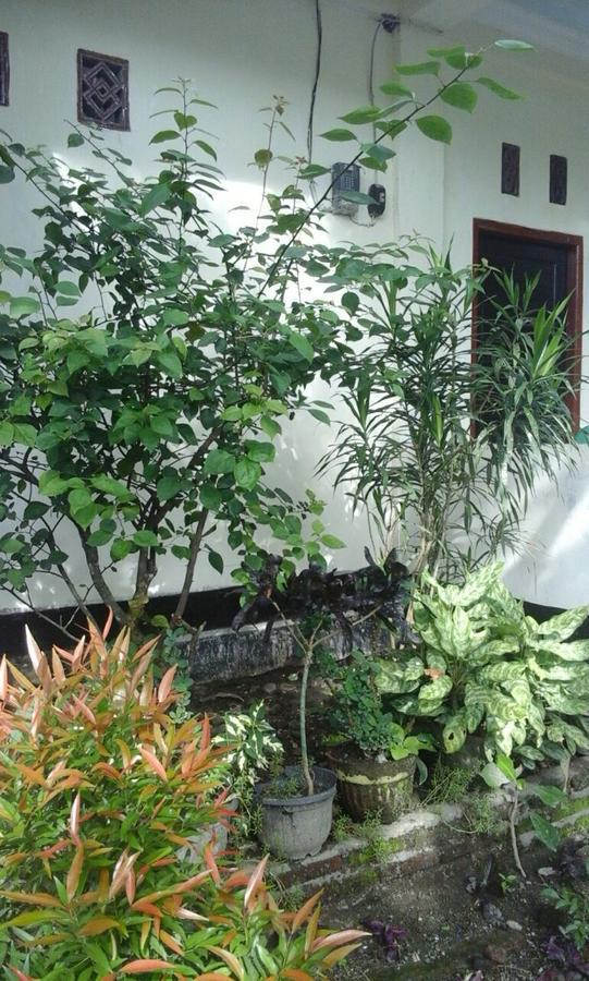 Pedek Homestay Praya Zewnętrze zdjęcie